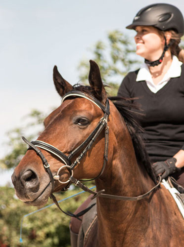 Reiten Lernen Auf Dem Schaferhof In Brandenburg Bei Berlin